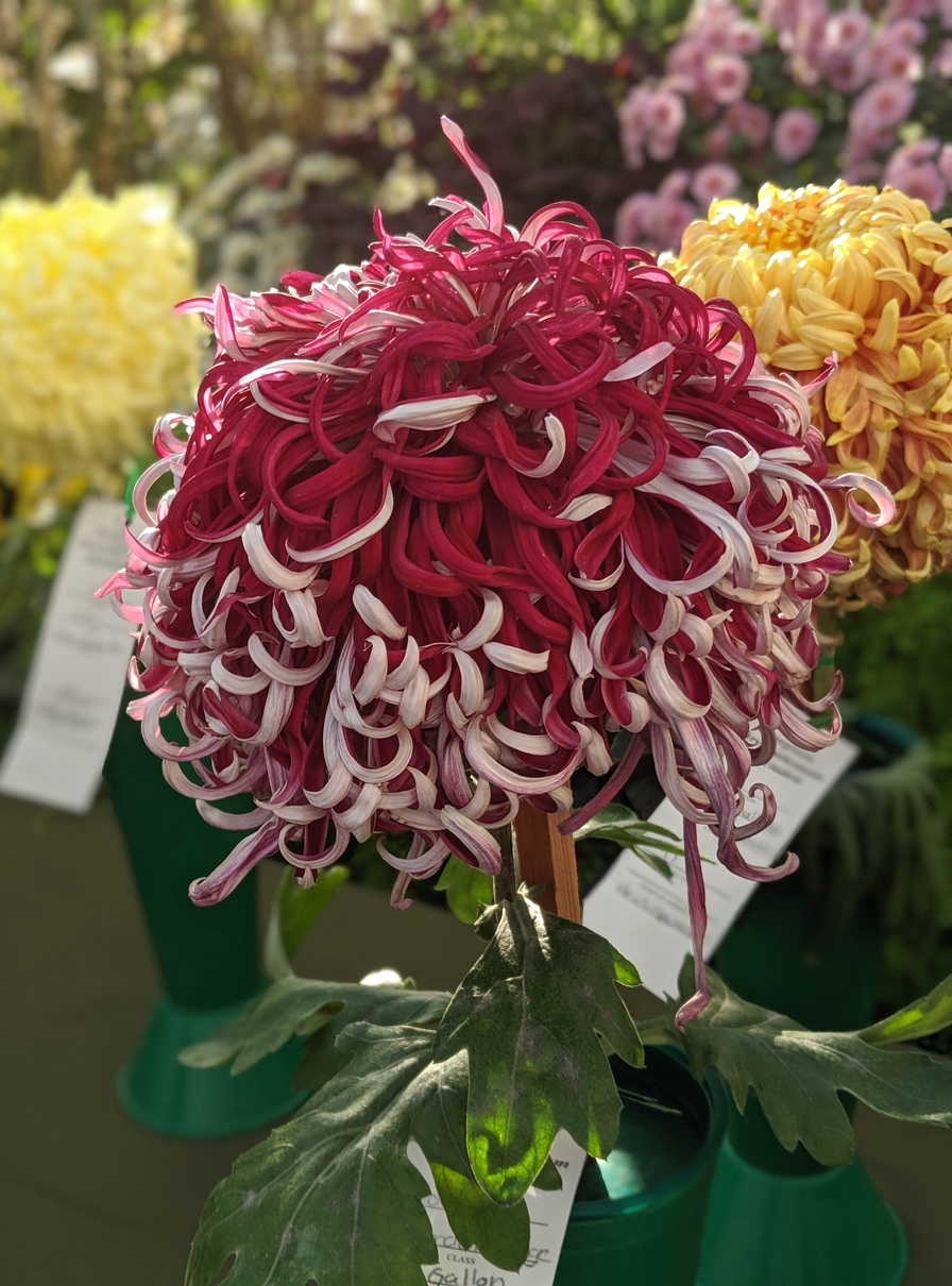 A prize-winning chrysanthemum.